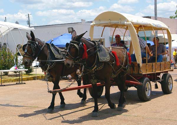 Mules and Wagon